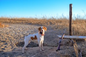 Ruby, female brittany in Kansas