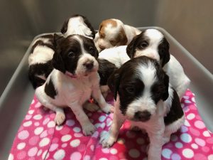 Litter of Brittany puppies