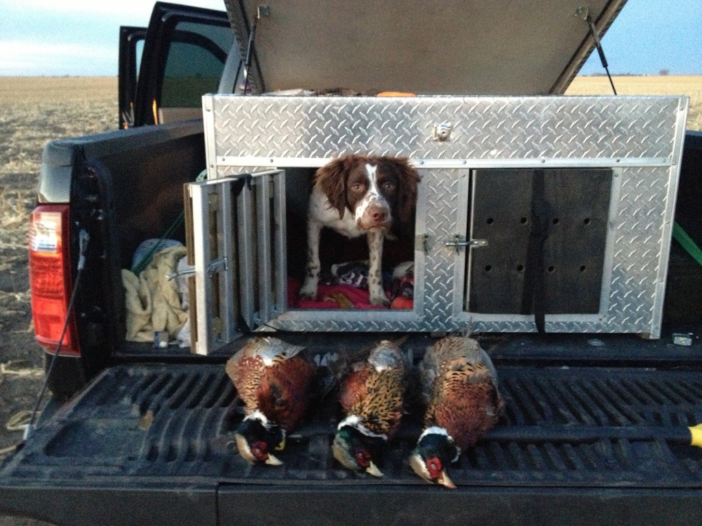 Stache with SD pheasants